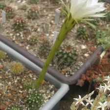 Echinopsis subdenudata0