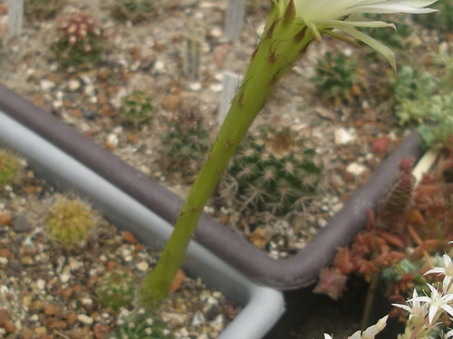 Echinopsis subdenudata0