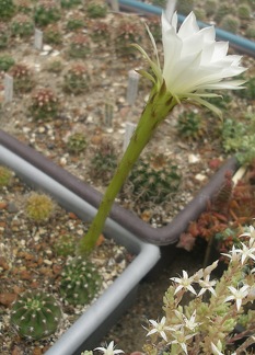 Echinopsis subdenudata0