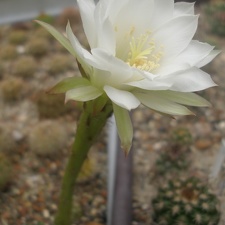 Echinopsis subdenudata1