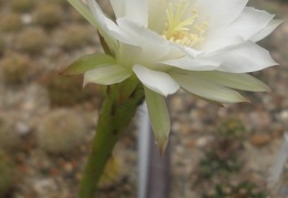 Echinopsis subdenudata1