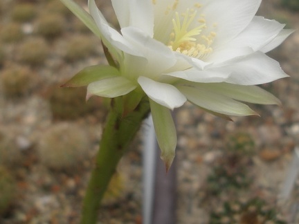 Echinopsis subdenudata1