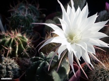 Echinopsis subdenudata 1