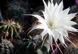 Echinopsis subdenudata 1