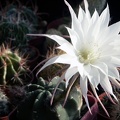 Echinopsis subdenudata 1