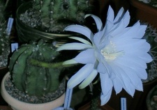 Echinopsis subdenudata Arsen