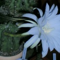Echinopsis subdenudata Arsen