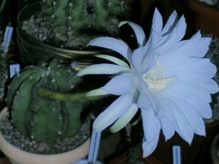 Echinopsis subdenudata Arsen