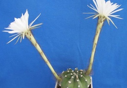 Echinopsis subdenudata Lira