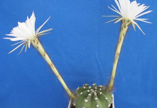 Echinopsis subdenudata Lira