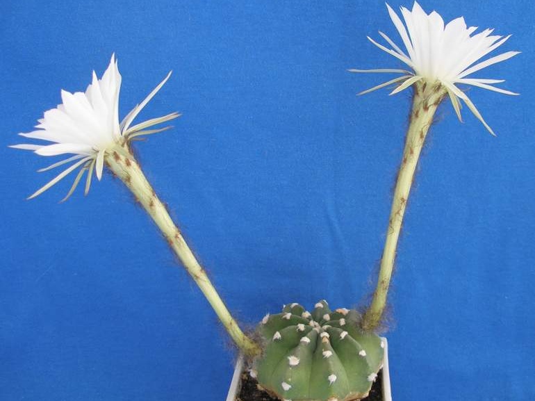 Echinopsis subdenudata Lira
