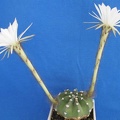 Echinopsis subdenudata Lira