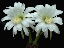 Echinopsis subdenudata  L943 Artemiy