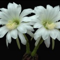 Echinopsis subdenudata  L943 Artemiy