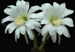 Echinopsis subdenudata  L943 Artemiy