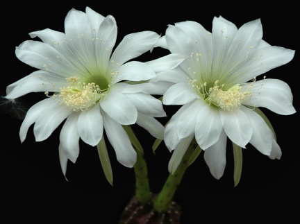 Echinopsis subdenudata  L943 Artemiy