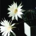 Echinopsis hybr.