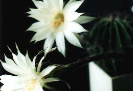 Echinopsis hybr.