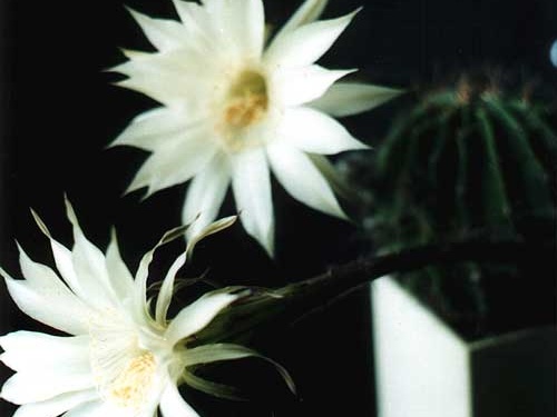 Echinopsis hybr.