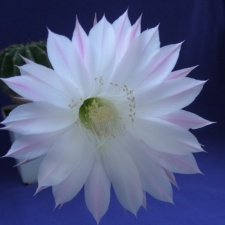 Echinopsis hybr.