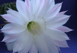 Echinopsis hybr.