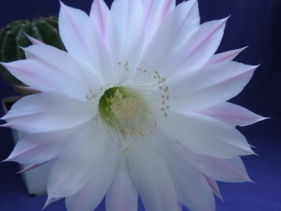 Echinopsis hybr.