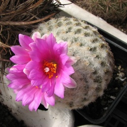 Encephalocarpus (Pelecyphora)