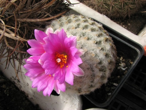 Encephalocarpus  Pelecyphora  strobiliformis Fomenko