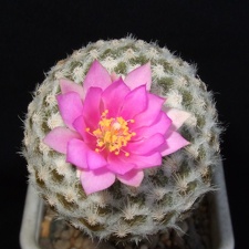 Encephalocarpus strobiliformis d-nv