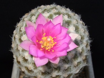 Encephalocarpus strobiliformis d-nv