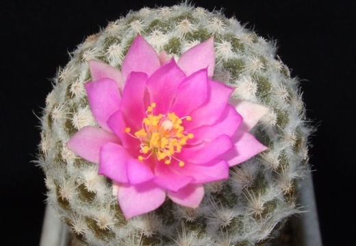 Encephalocarpus strobiliformis d-nv