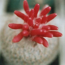 Epithelantha