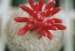 Epithelantha