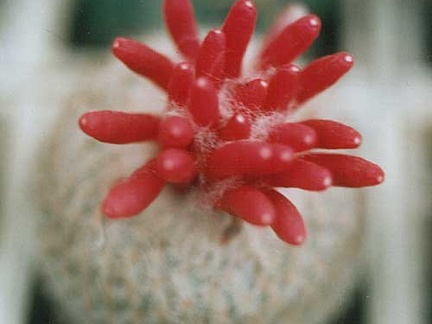 Epithelanta micromeris