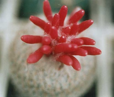 Epithelanta micromeris