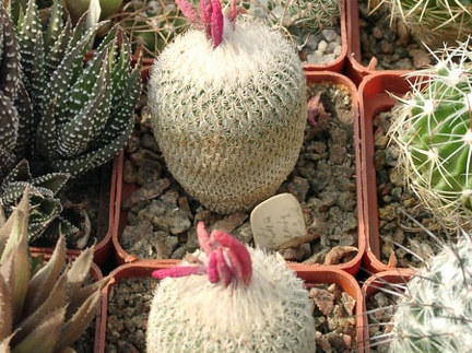 Epithelantha micromeris