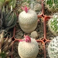 Epithelantha micromeris