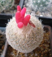 Epithelantha micromeris1 Tit  FG