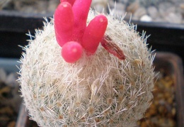 Epithelantha micromeris1 Tit  FG