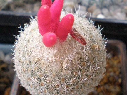 Epithelantha micromeris1 Tit  FG