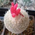 Epithelantha micromeris1 Tit  FG