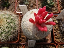 Epithelantha micromeris2