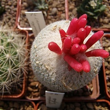 Epithelantha micromeris2