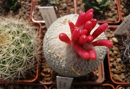 Epithelantha micromeris2