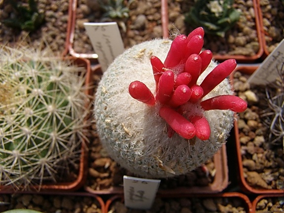 Epithelantha micromeris2