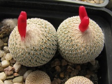 Epithelantha micromeris 001