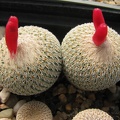 Epithelantha micromeris 001
