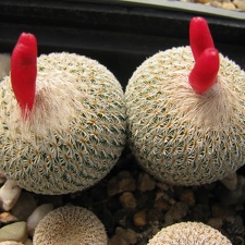 Epithelantha micromeris 001
