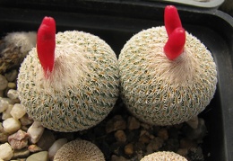 Epithelantha micromeris 001