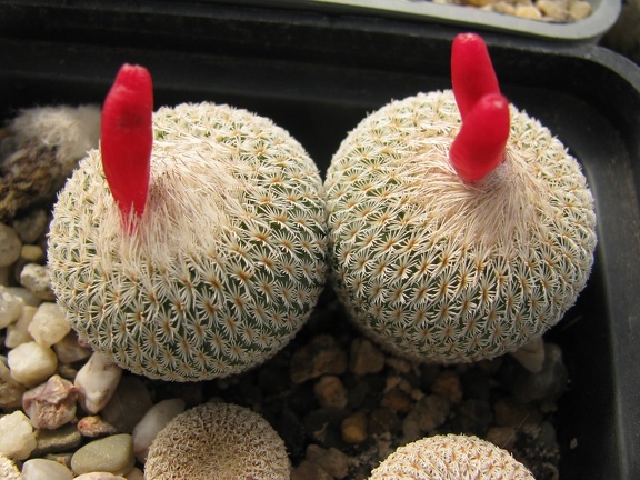 Epithelantha micromeris 001